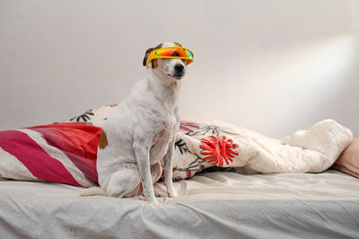 Portrait of cute girl with dog on bed at home