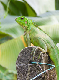 Close-up of green iguana on stone
