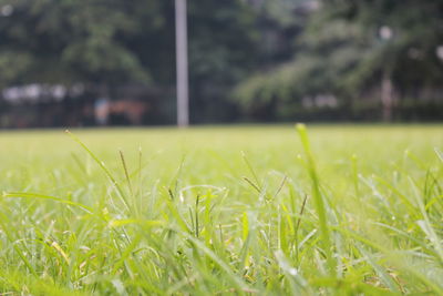 Close-up of grass in field