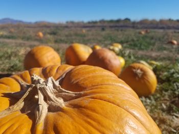 Pumpkins on field