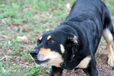 Close-up of dog looking away