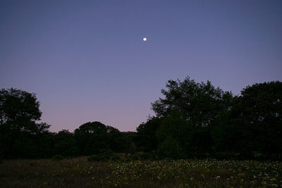 Scenic view of silhouette trees against clear sky at night