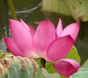 Close-up of pink flowers