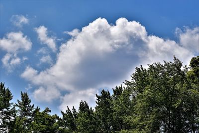 Low angle view of trees against sky