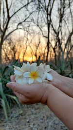 Close-up of hand holding flower