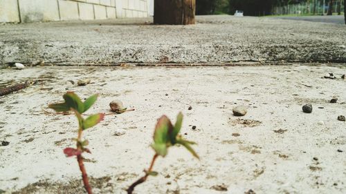 Close-up of plants