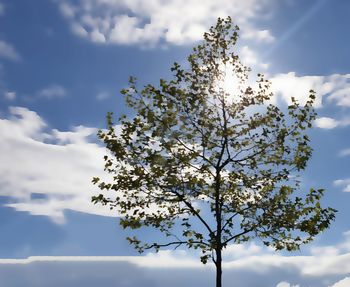 Low angle view of flowering tree against sky