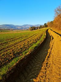 Scenic view of agricultural field against clear sky