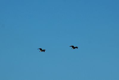 Low angle view of birds flying in sky