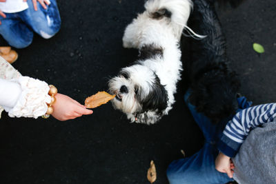 Cropped hand of woman holding dry leaf by dog on street