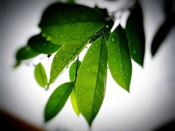 Close-up of plant