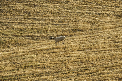 Side view of a bird on field