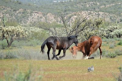 Horses in a field