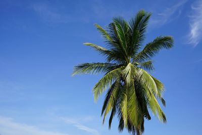Low angle view of palm tree against blue sky