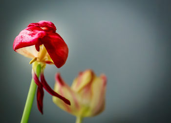 Close-up of pink flowers