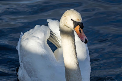 Close-up of swan swimming in lake