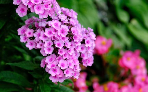 Close-up of pink flowering plant in park