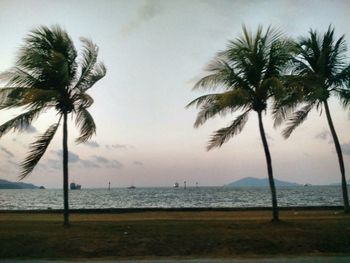 Palm trees on beach