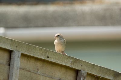 Close-up of bird perching on railing