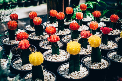Close-up of cactus flowers