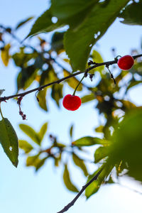 Close-up of red berries growing on tree