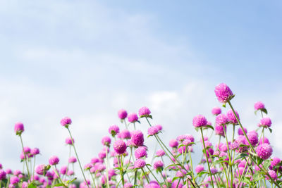 Close-up of pink cosmos flowers blooming against sky