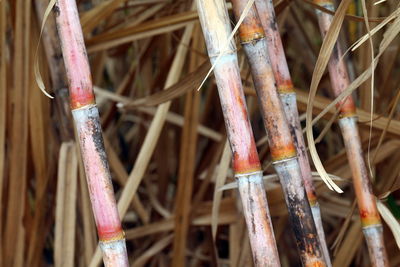 Close-up of rusty metallic structure