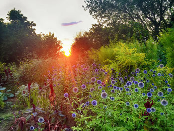 Purple flowering plants on field against sky during sunset