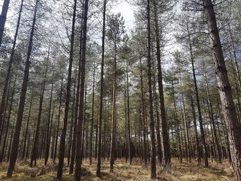 Low angle view of trees in forest against sky