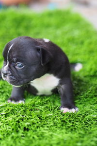 High angle view of puppy on grass