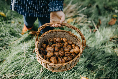 Child picking walnuts with basket