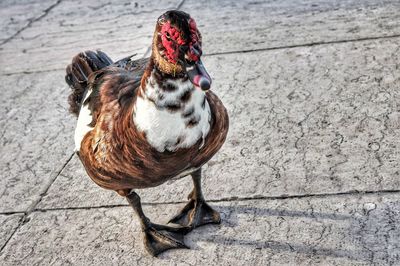 High angle view of bird on footpath