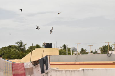 Birds flying above the sky