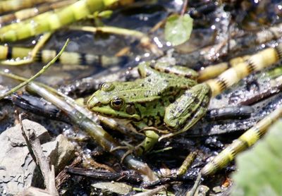 Close-up of frog in lake