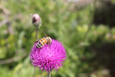 Close-up of butterfly pollinating on thistle