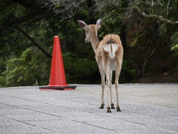 Deer standing on footpath