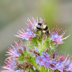 Close-up of bee pollinating on purple flower