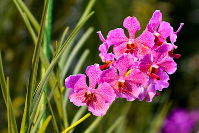 Close-up of pink flowering plant