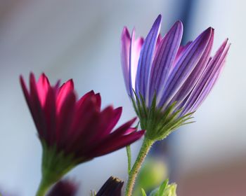 Close-up of pink flower against blurred background