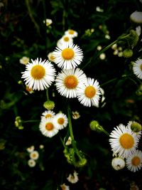 Close-up of white daisy flowers