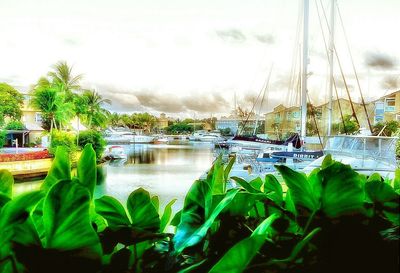 Plants in water