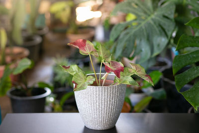 Close-up of potted plant on table