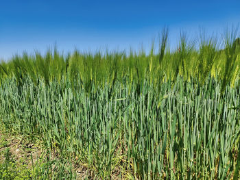 Crops growing on field against sky