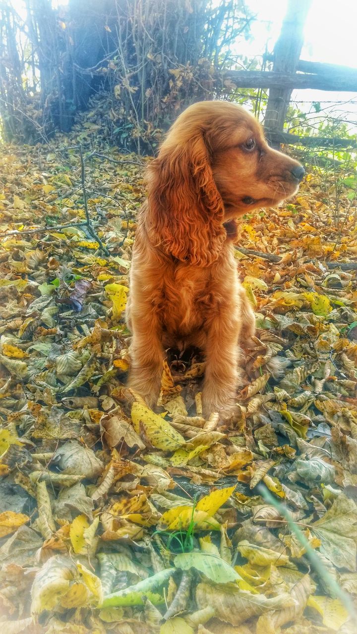 animal themes, mammal, one animal, pets, domestic animals, sitting, domestic cat, full length, nature, water, day, feline, no people, portrait, tree, animals in the wild, wildlife, relaxation, outdoors, rock - object