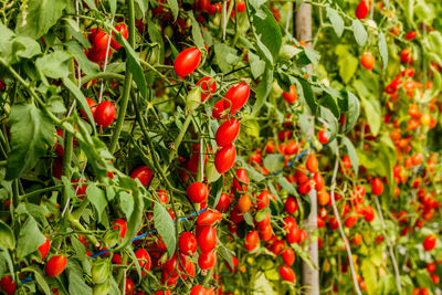 Close-up of red berries growing on tree