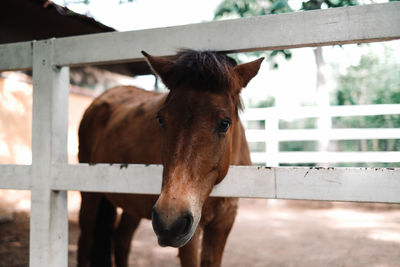 Close-up of horse in stable