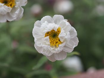 Close-up of bee on white flower blooming outdoors