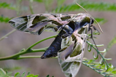 Close-up of butterfly on leaf