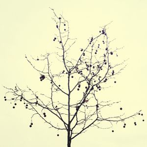 Low angle view of bare trees against sky