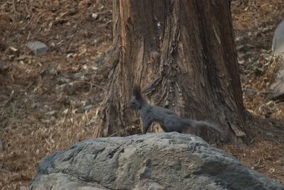 Lizard on tree trunk